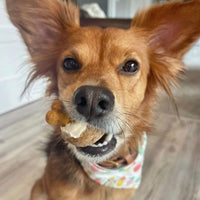 State Fair Mini Ruffcakes