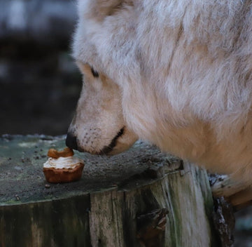 Ruffcakes – Peanut Butter Dog Cupcakes - pickup and delivery