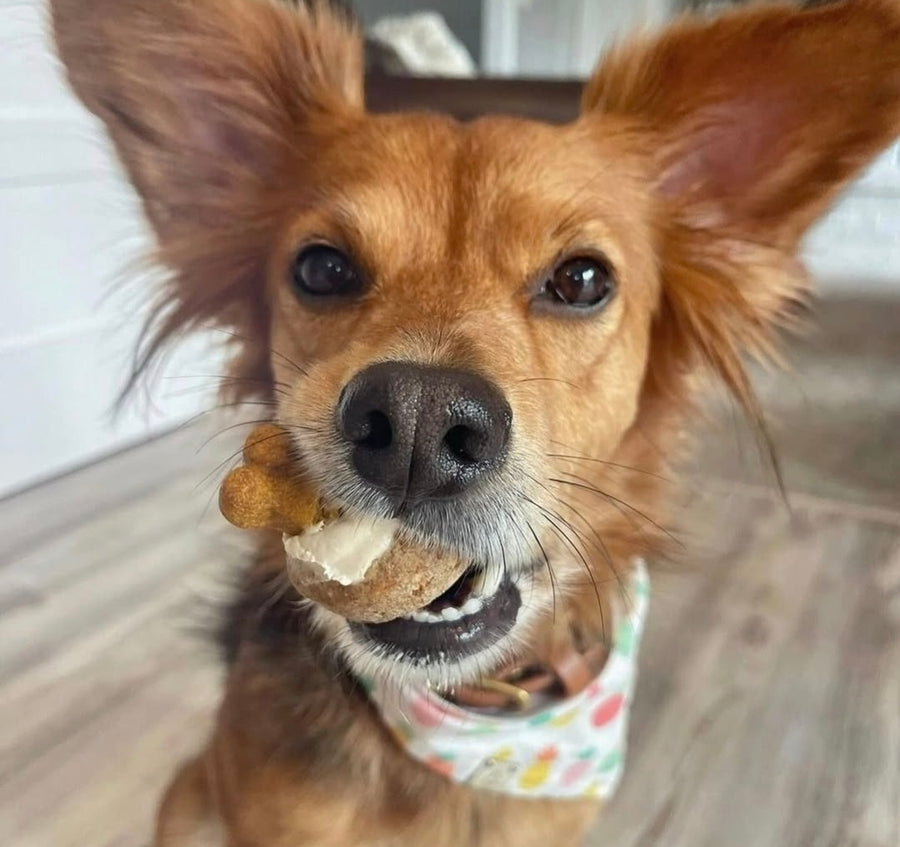 Mini Ruffcakes: carrots, applesauce, yogurt, and honey for a paw-fect mini (mini): celebration pickup and delivery only